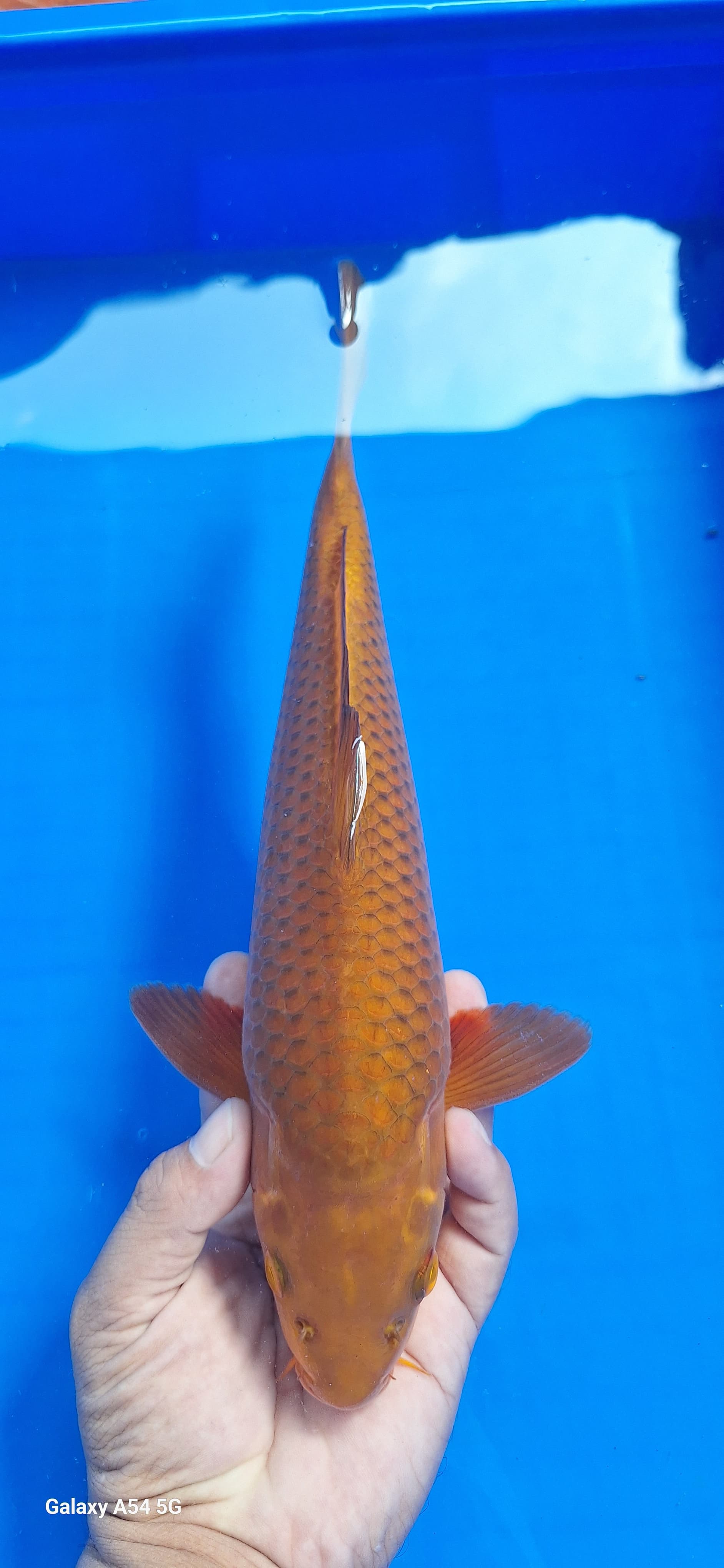 CHAGOI 32cm