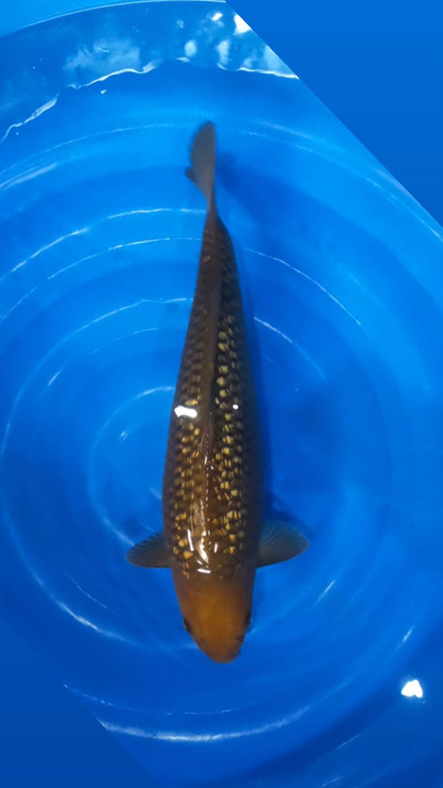 CHAGOI GINRIN F1 BKF SIZE 40cm