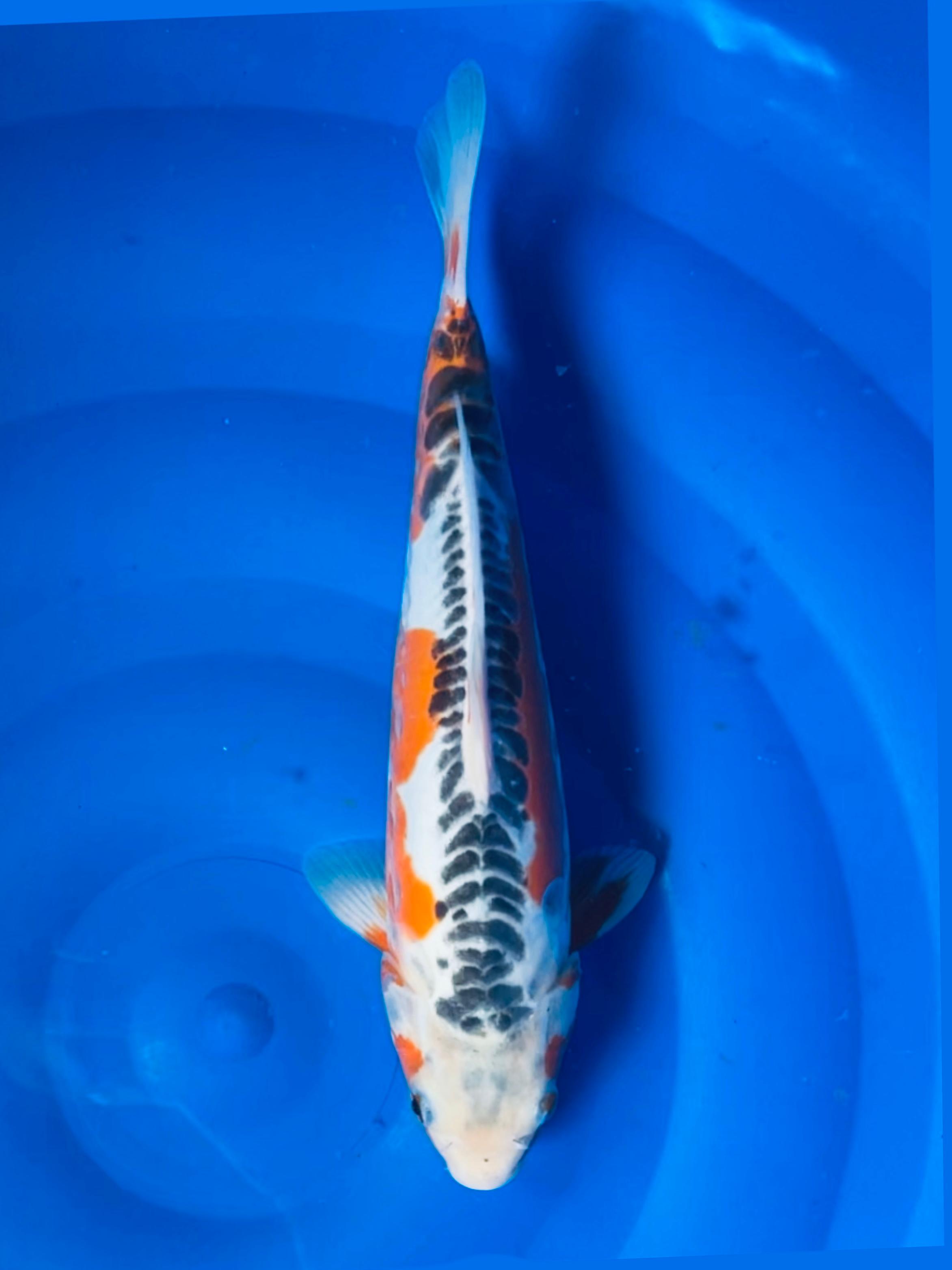 SUSHUI 32cm