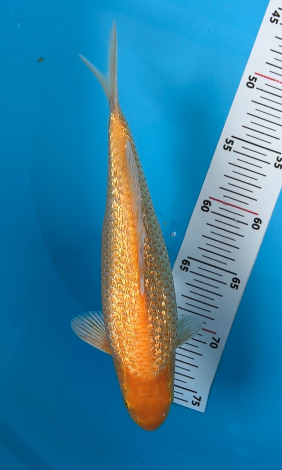 KINGINRIN C KARASI MANGO 27cm