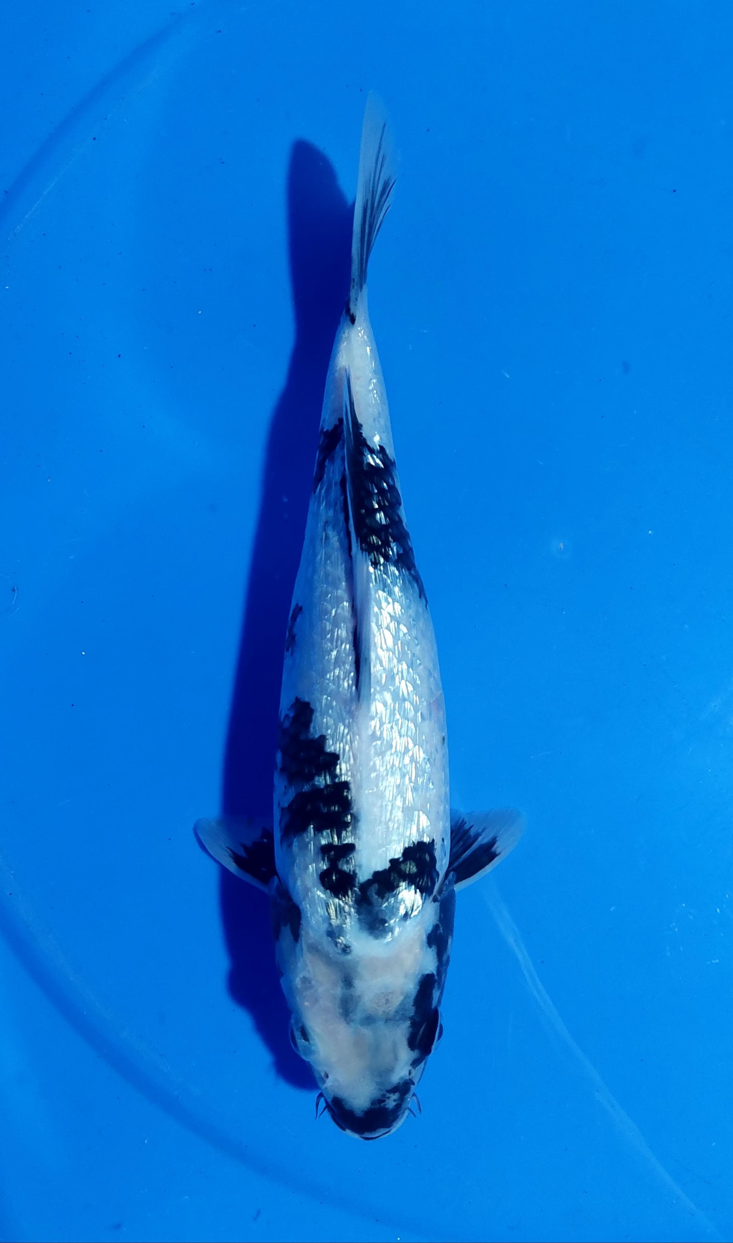 SHIRO GINRIN 30cm GINRIN PADET BREEDBUDI GLAGAH