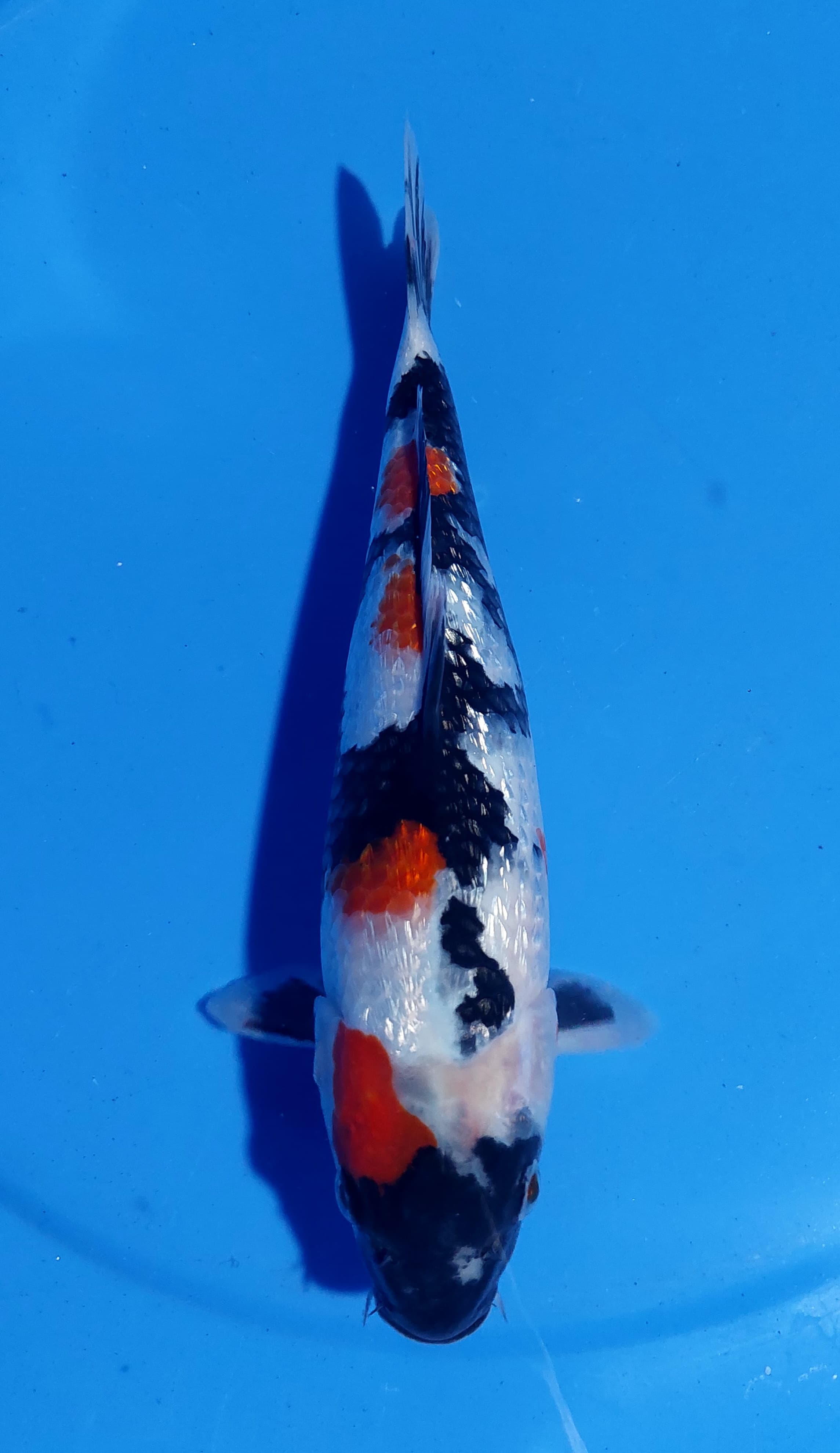 SHOWA GINRIN 30cm GINRIN PADET BREEDBUDI GLAGAH