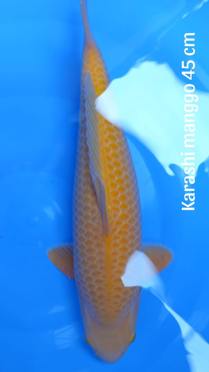 KARASHI MANGGA 45cm MALE BL KKF SQ