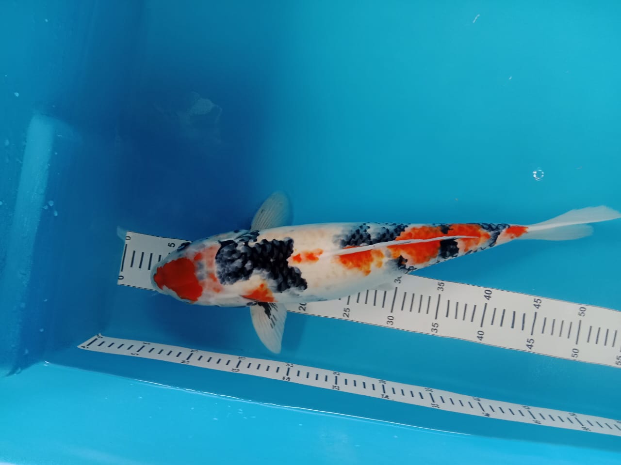 KINDAI SOWA 47cm