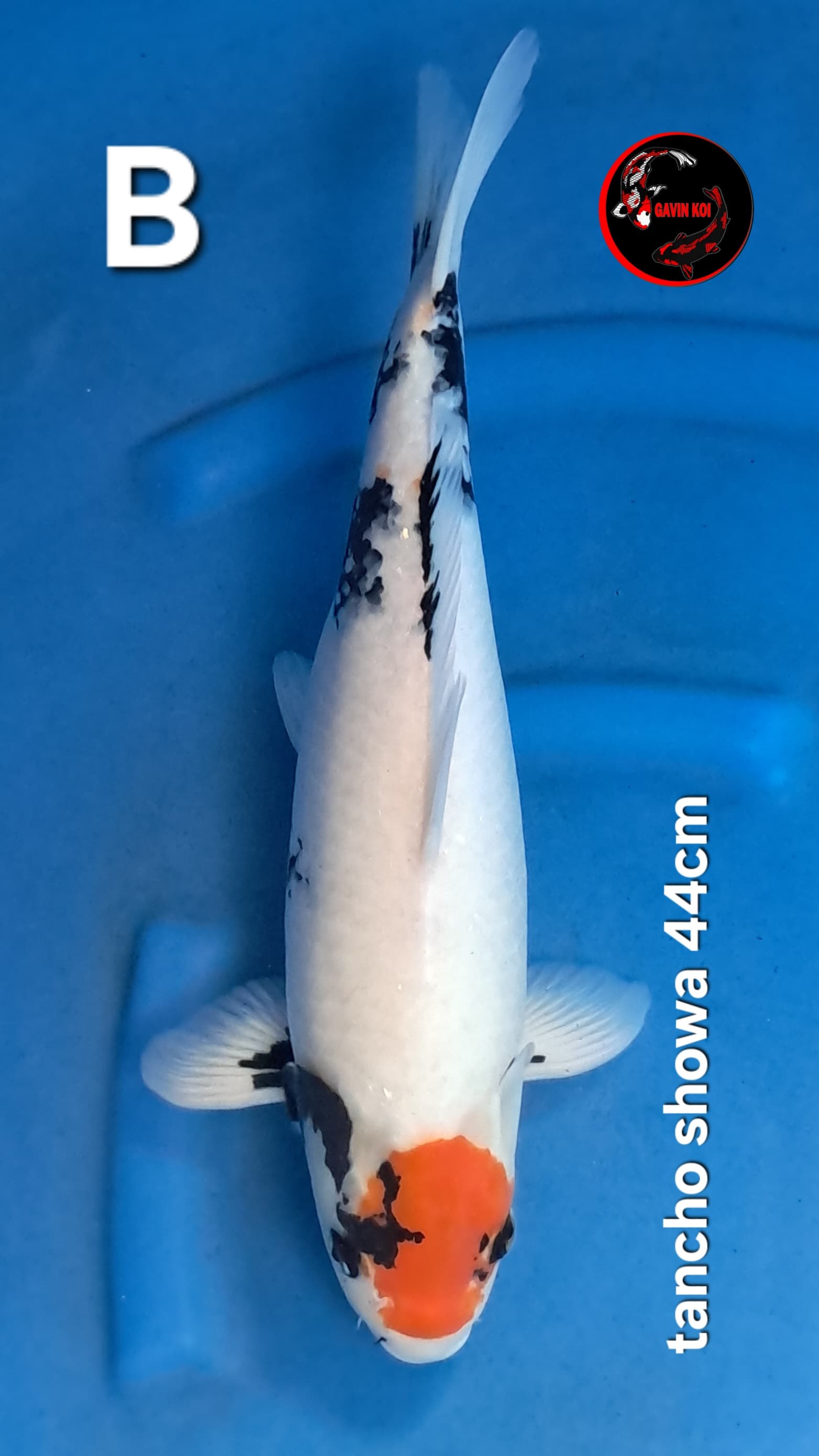 TANCHO SHOWA 44cm