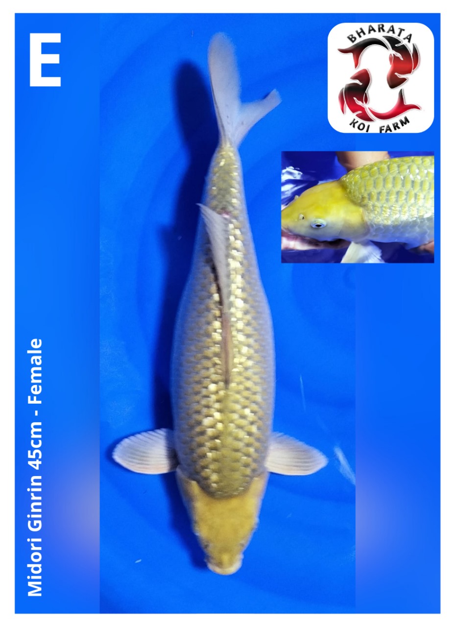 MIDORI GINRIN 45cm