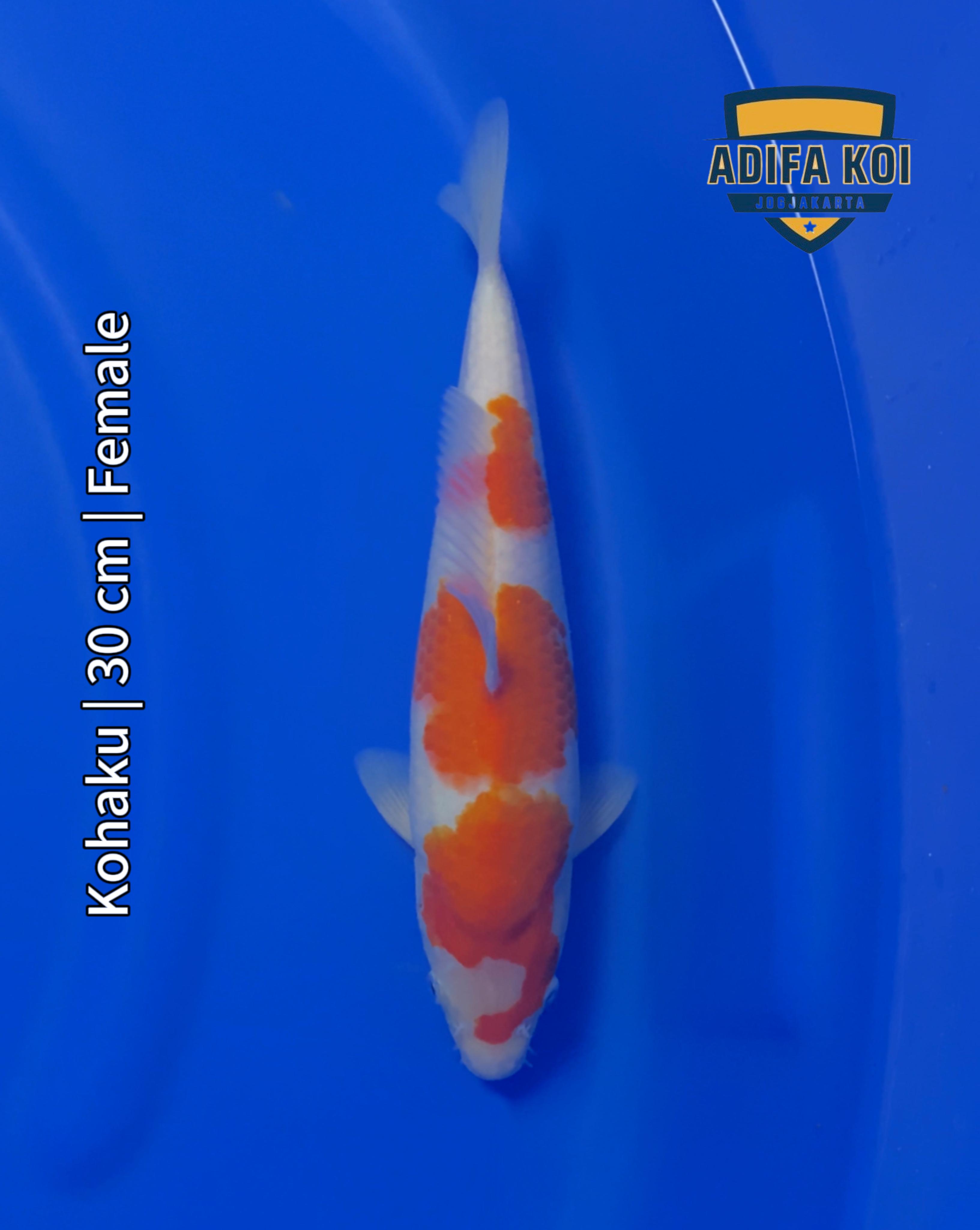 KOHAKU 30cm