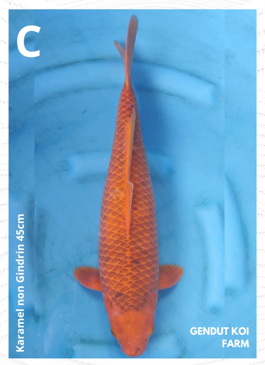 KARAMEL NON GINDRIN 45cm