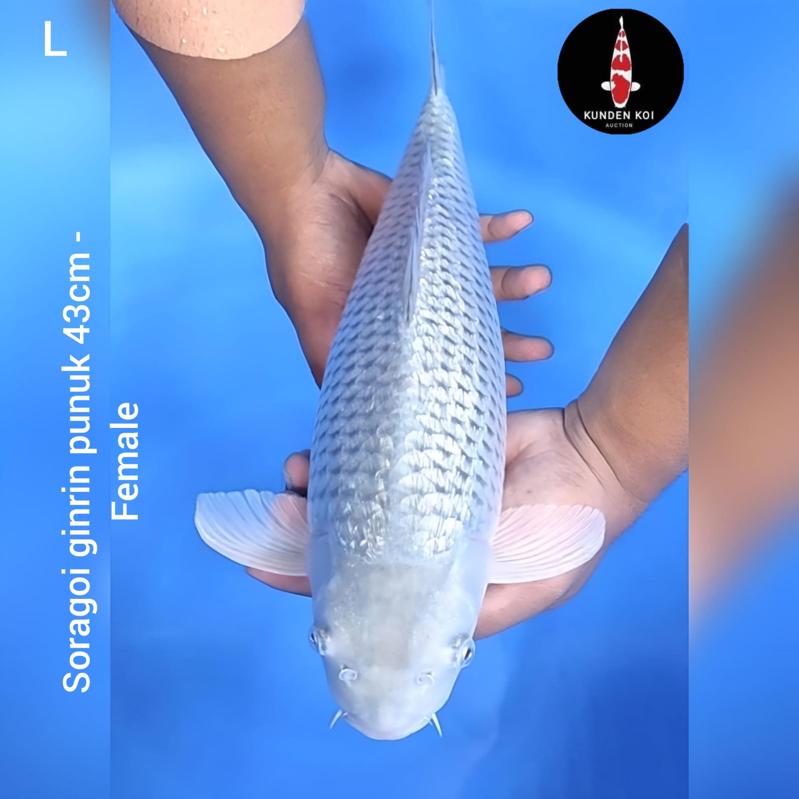 Ikan Koi SORAGOI GINRIN PUNUK 43cm, lelang koi SORAGOI GINRIN PUNUK 43cm, jual koi SORAGOI GINRIN PUNUK 43cm, beli koi SORAGOI GINRIN PUNUK 43cm, Lelang Koi Online, Jual Beli Ikan Koi, Pusat Jual Beli Koi, Info Lelang Koi Hari Ini, Platform Jual Beli Koi, Jual Beli Ikan Koi Online, Marketplace Ikan Koi, Jual Koi Terbaik, Tempat Beli Koi Berkualitas, Pasar Ikan Koi Online Terpercaya, Penjual Ikan Koi Terpercaya, Beli Koi Hias Online, Ikan Koi untuk Dijual, Koi Kualitas Terbaik, Toko Online Ikan Koi, Koi Hias Untuk Dijual, Jual Beli Ikan Koi Lokal, Koi Indonesia Online, Pusat Jual Beli Koi Terbesar