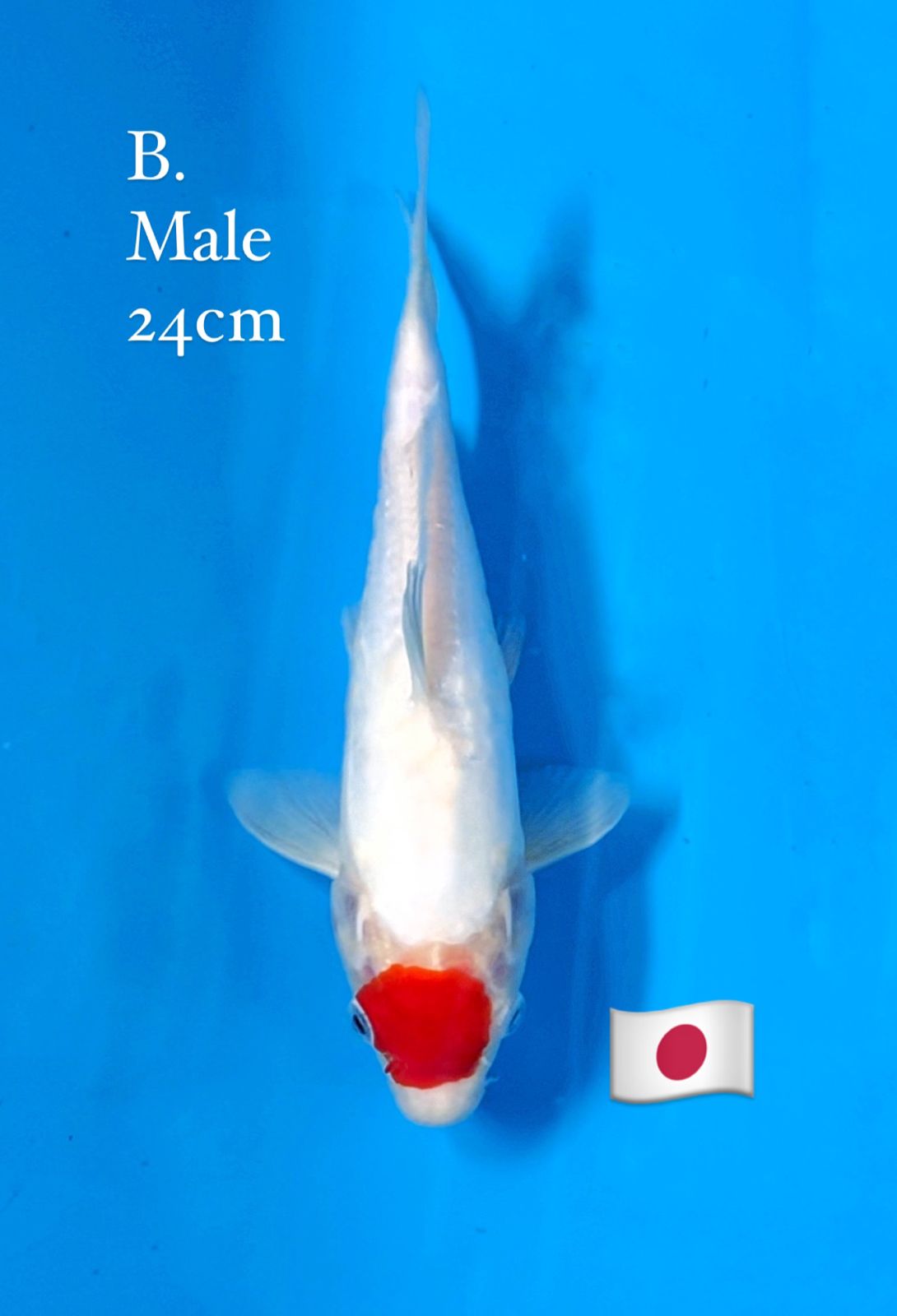 SHINODA DOITSU TANCHO KOHAKU MALE 24cm