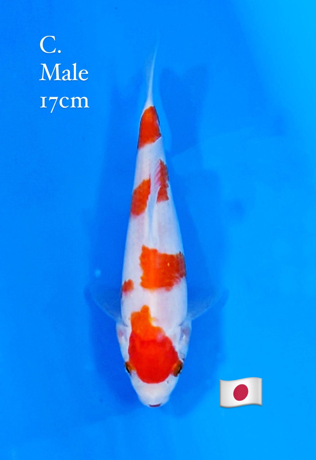 SAKAI LTD KOHAKU 17cm