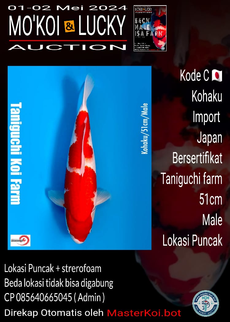 KOHAKU 51cm