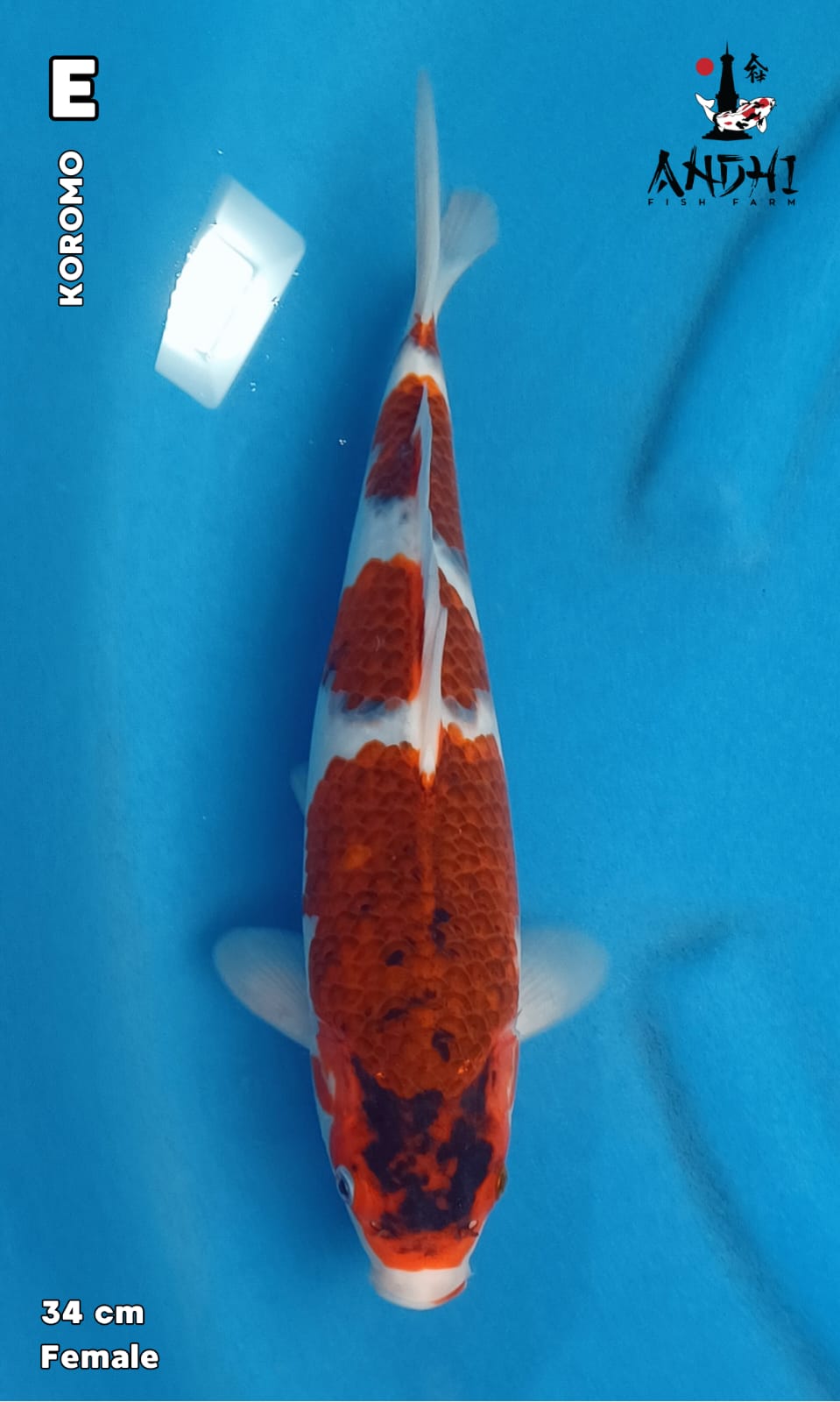 KOROMO 34cm