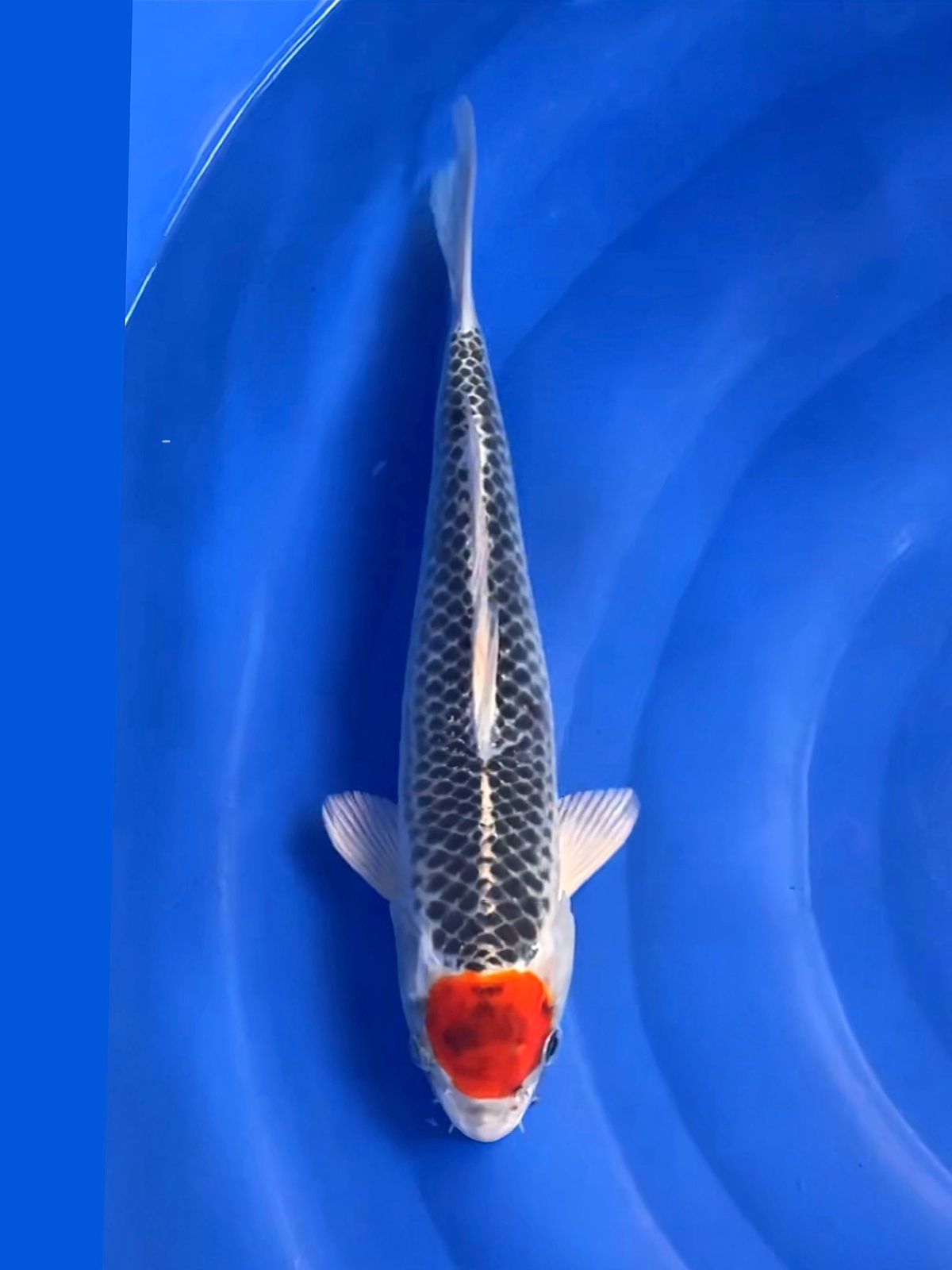 TANCHO GOSHIKI ORI KORBAN BNR 32cm