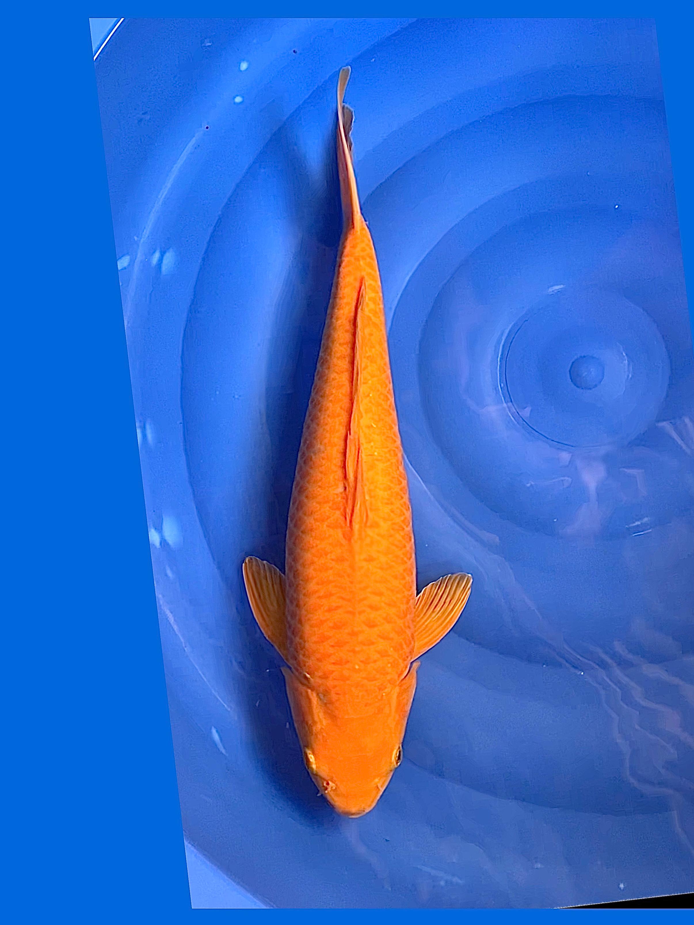 KARASI KORBAN BNR 45cm