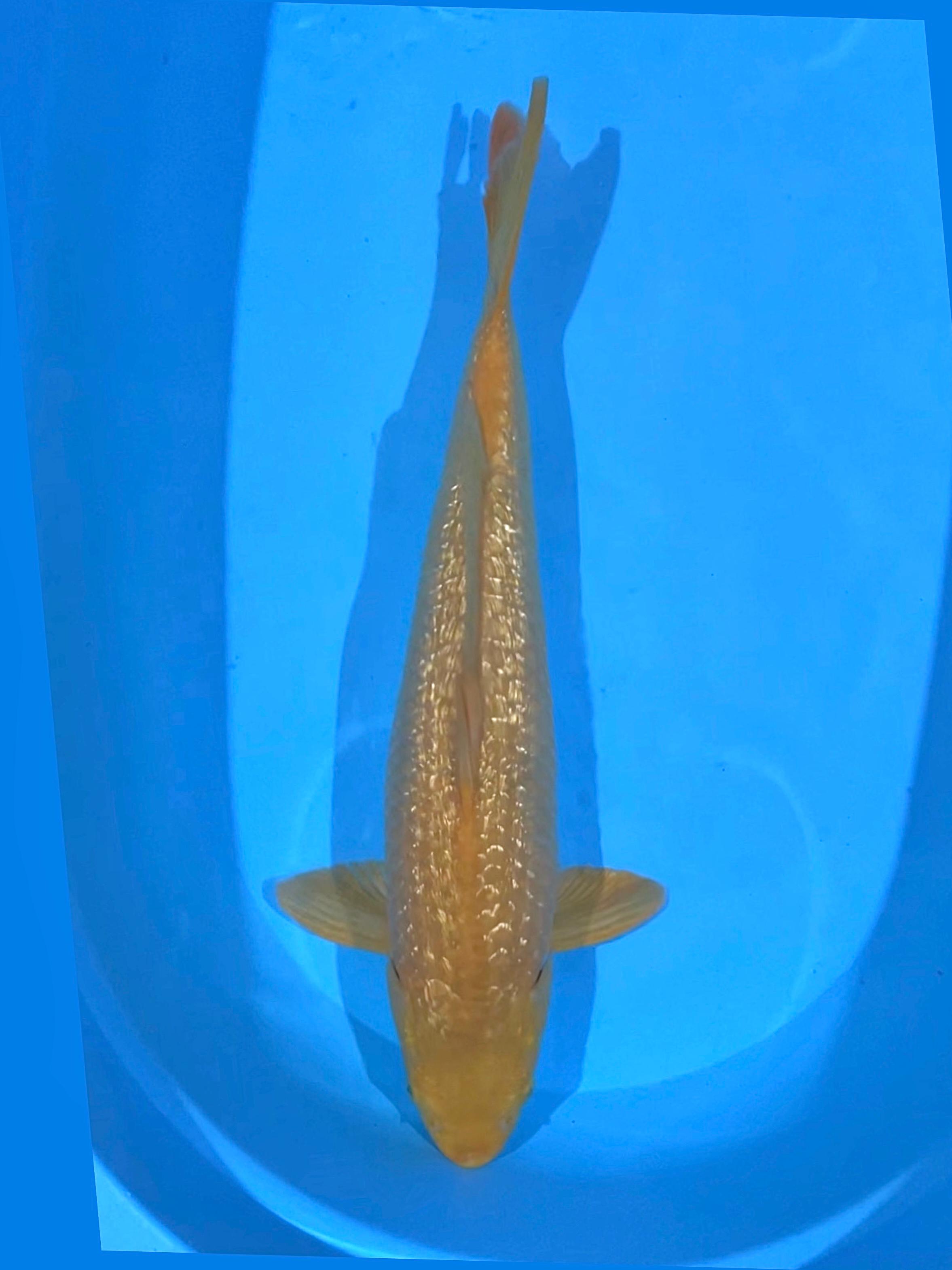 KARASI GINRIN 48cm