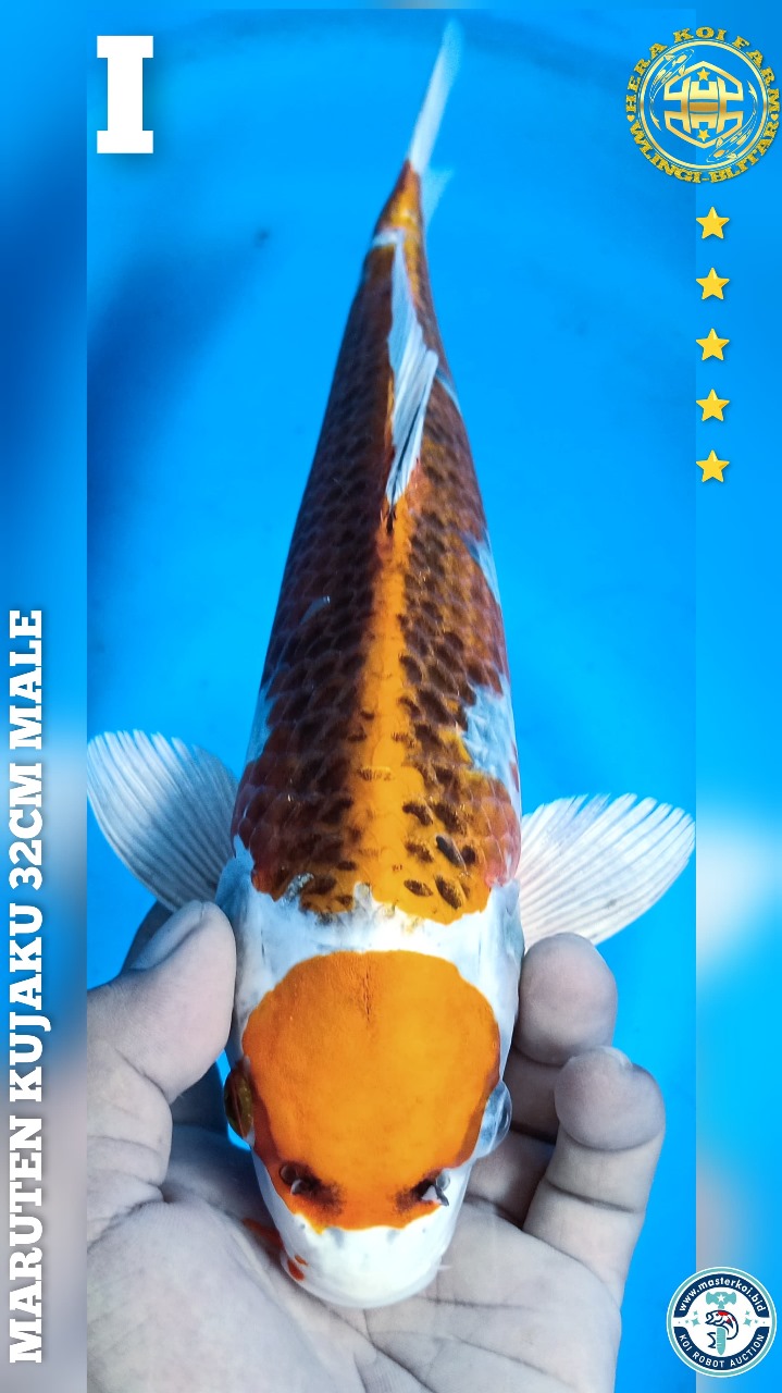 MARUTEN KUJAKU 32cm