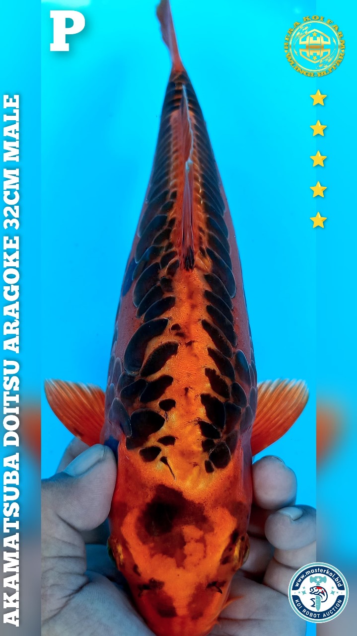 AKAMATSUBA DOITSU ARAGOKE 32cm