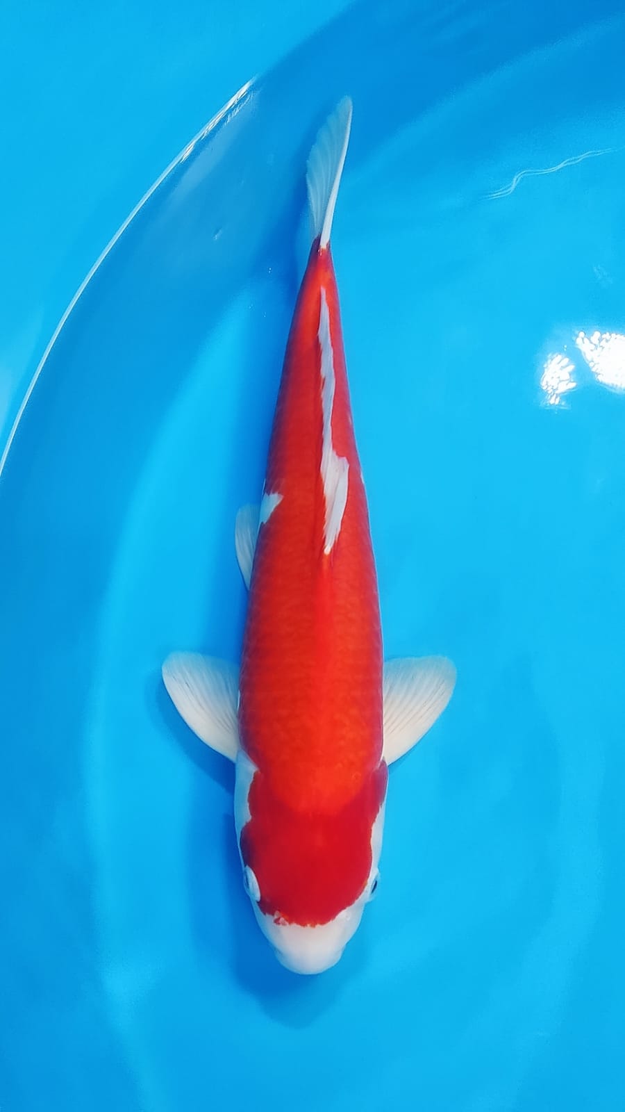 KOHAKU M 48cm