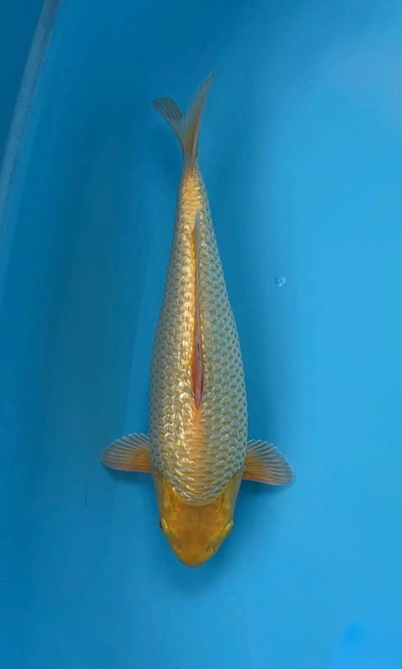 KINGINRIN C KARASI 27cm