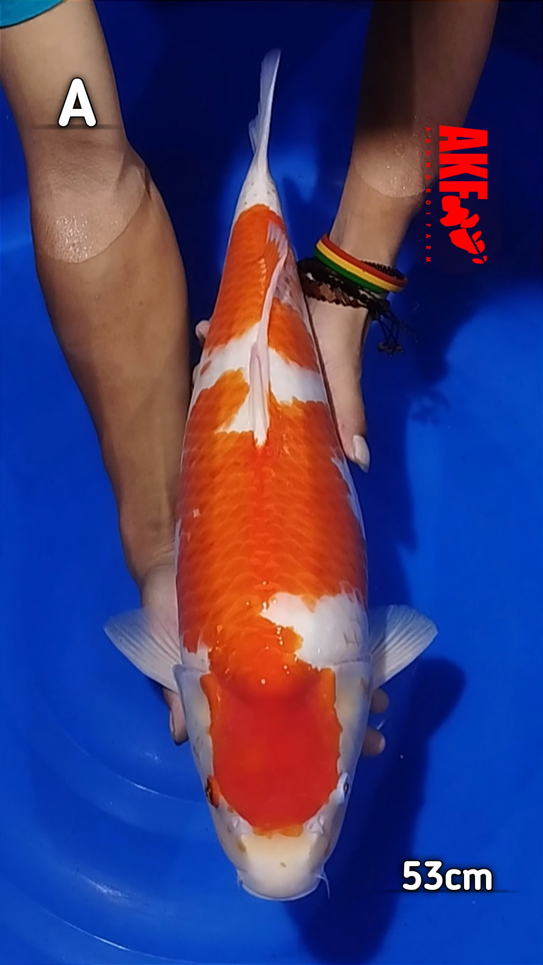 KOHAKU AKF BERPUNUK 53cm