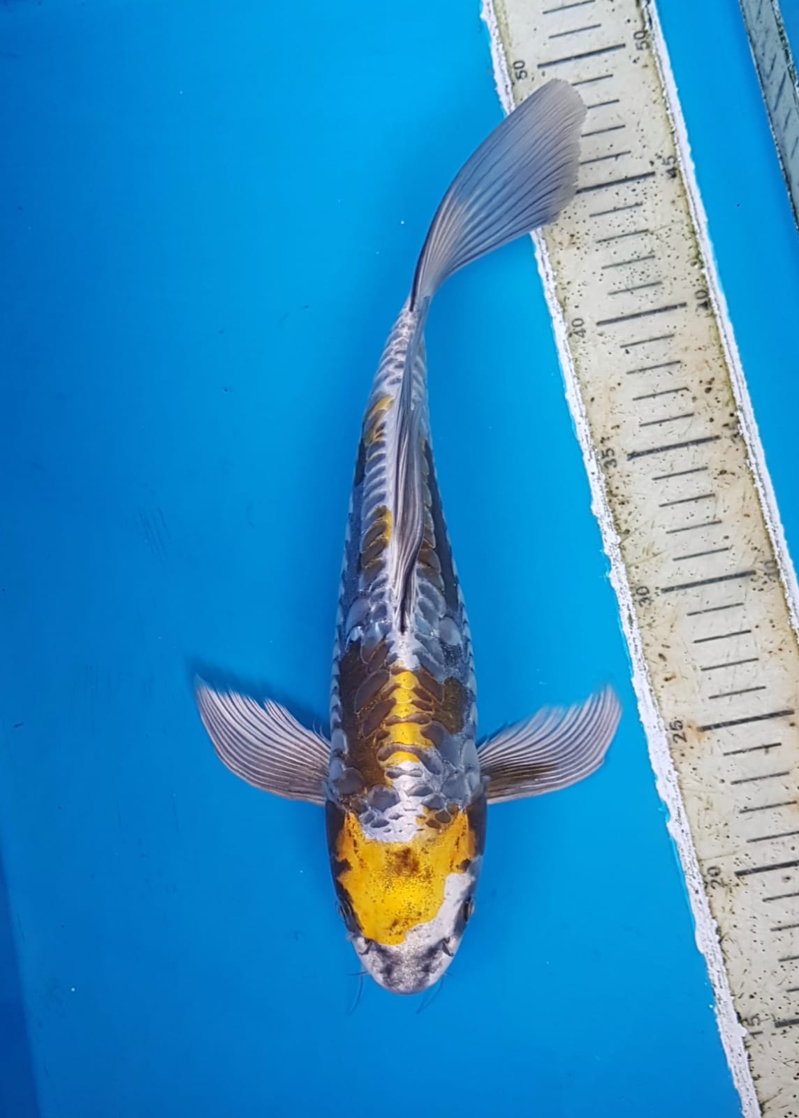 YELLOW GOLDEN DRAGON 32cm