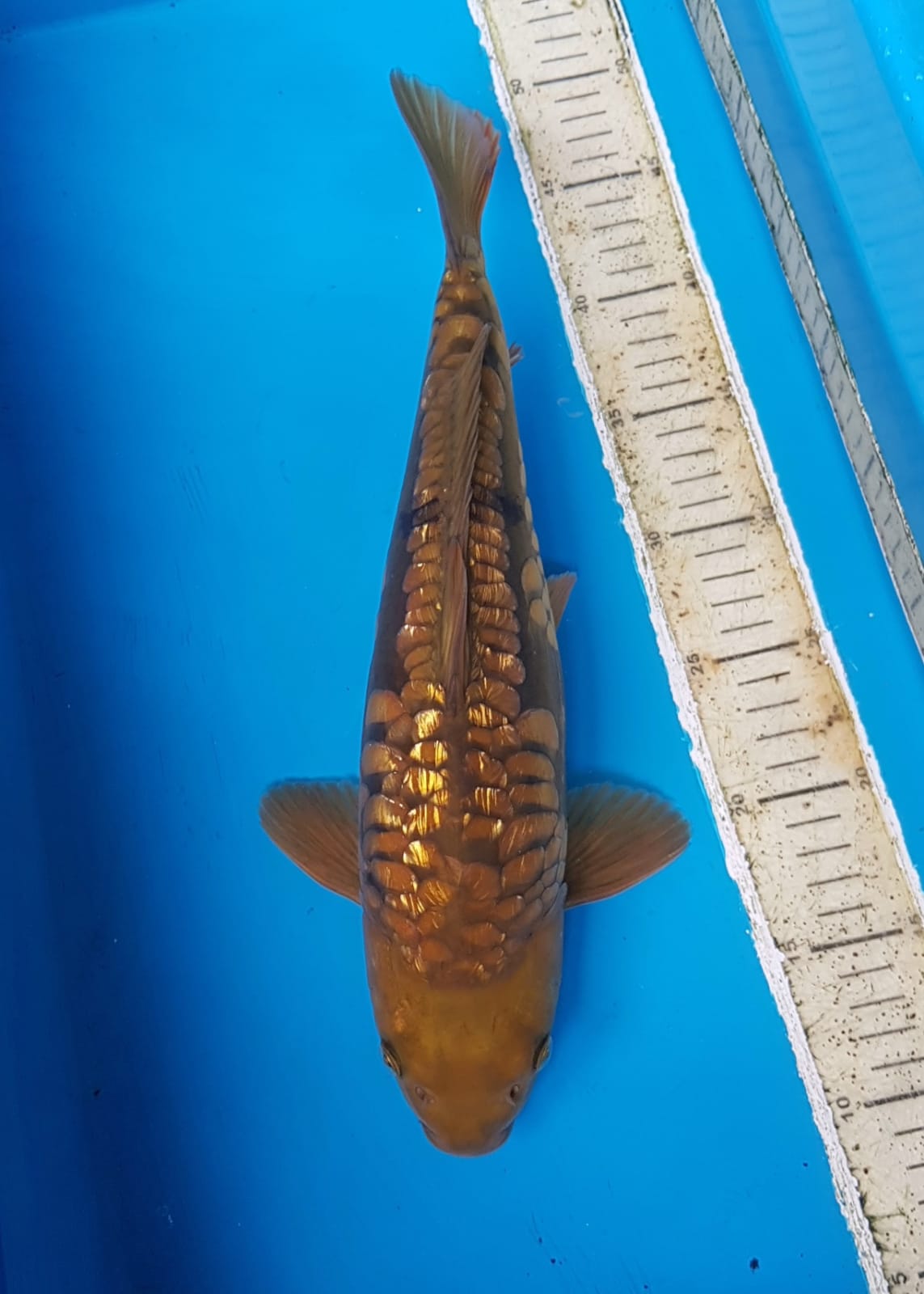 GOLDEN BROWN ARAGOKE 37cm