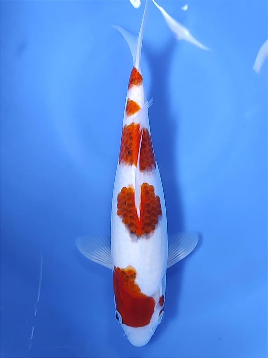 Lelang Koi Online, Jual Beli Ikan Koi, Pusat Jual Beli Koi, Info Lelang Koi Hari Ini, Platform Jual Beli Koi, Jual Beli Ikan Koi Online, Marketplace Ikan Koi, Jual Koi Terbaik, Tempat Beli Koi Berkualitas, Pasar Ikan Koi Online Terpercaya, Penjual Ikan Koi Terpercaya, Beli Koi Hias Online, Ikan Koi untuk Dijual, Koi Kualitas Terbaik, Toko Online Ikan Koi, Koi Hias Untuk Dijual, Jual Beli Ikan Koi Lokal, Koi Indonesia Online, Pusat Jual Beli Koi Terbesar