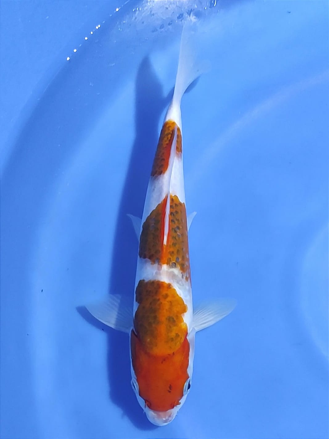 Lelang Koi Online, Jual Beli Ikan Koi, Pusat Jual Beli Koi, Info Lelang Koi Hari Ini, Platform Jual Beli Koi, Jual Beli Ikan Koi Online, Marketplace Ikan Koi, Jual Koi Terbaik, Tempat Beli Koi Berkualitas, Pasar Ikan Koi Online Terpercaya, Penjual Ikan Koi Terpercaya, Beli Koi Hias Online, Ikan Koi untuk Dijual, Koi Kualitas Terbaik, Toko Online Ikan Koi, Koi Hias Untuk Dijual, Jual Beli Ikan Koi Lokal, Koi Indonesia Online, Pusat Jual Beli Koi Terbesar
