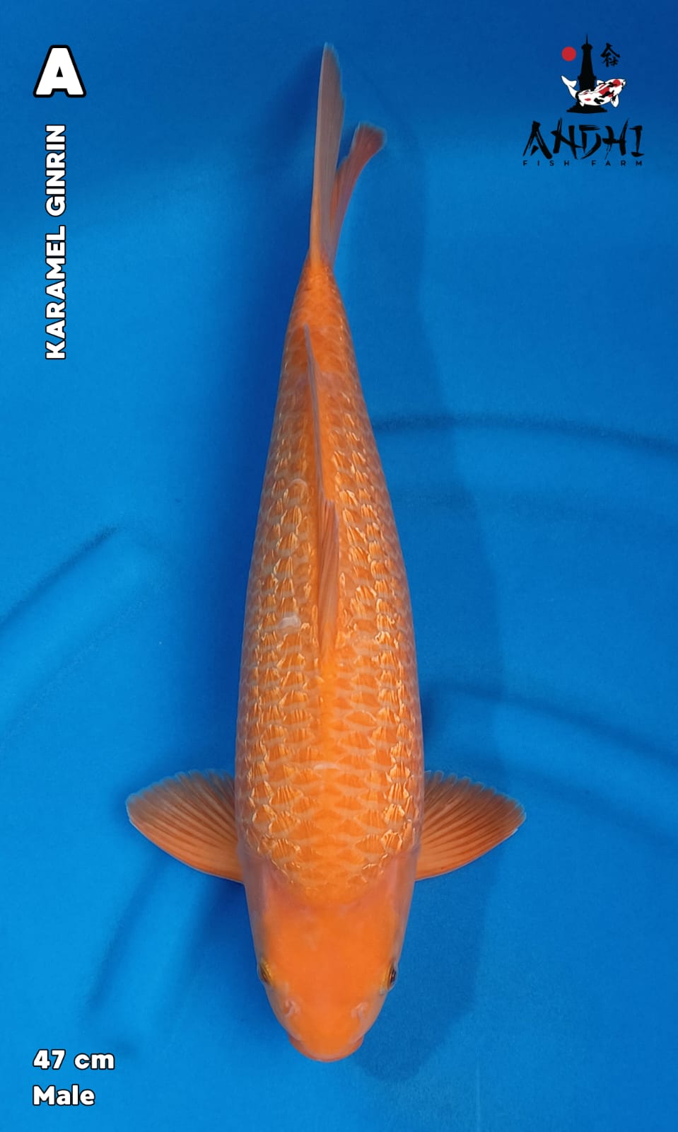 KARAMEL GINRIN 47cm