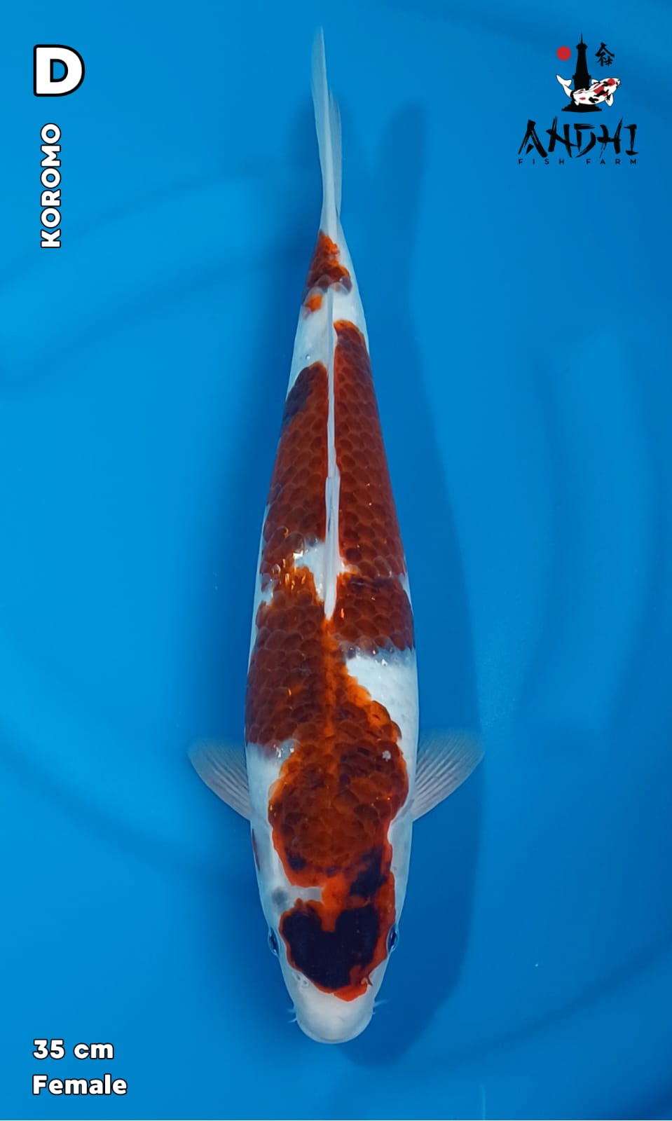 KOROMO 35cm