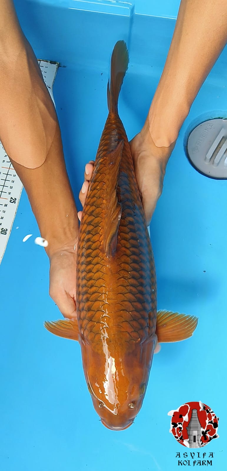 CHAGOI 52cm FEMALE