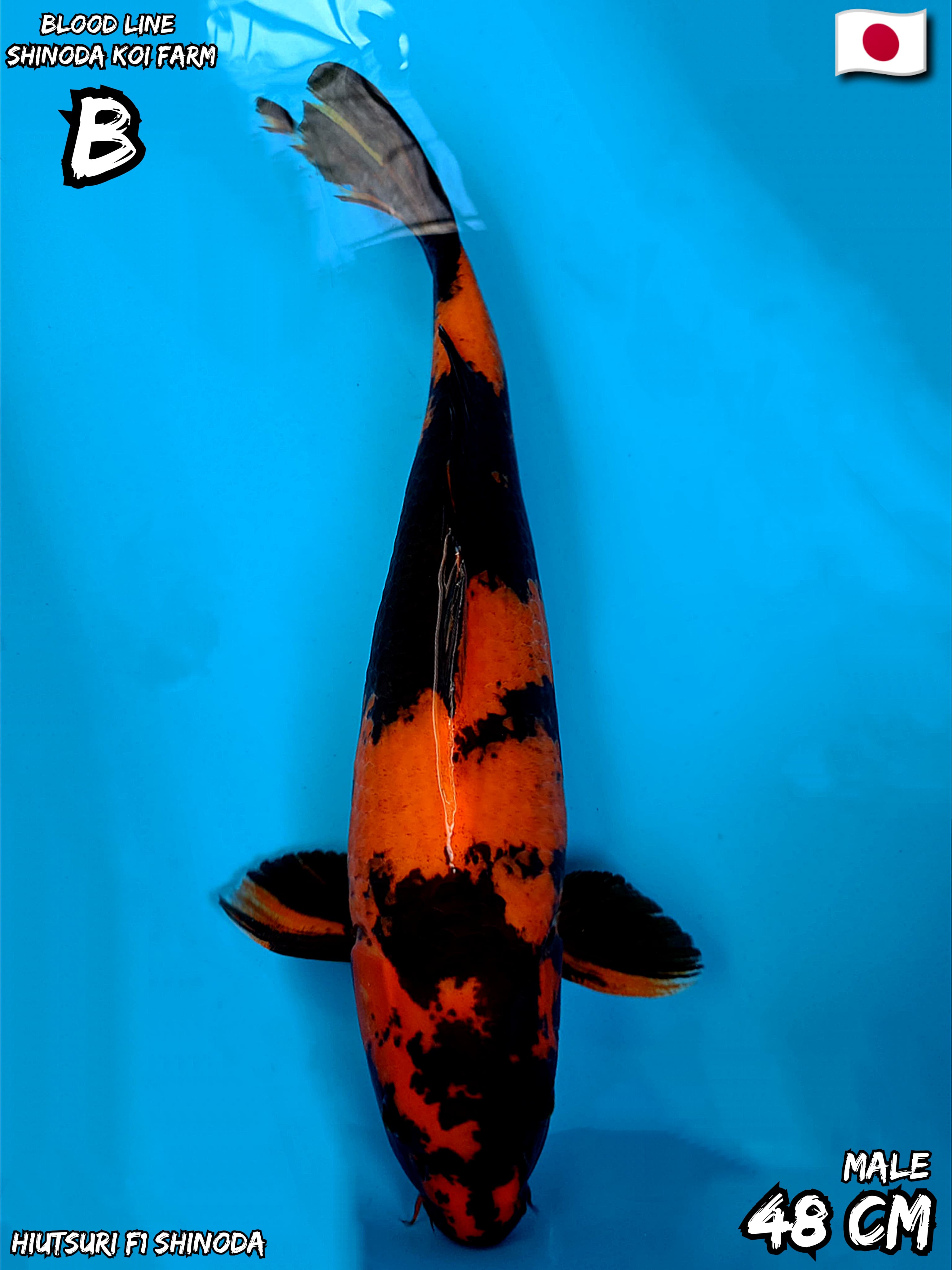 HIUTSURI BL SHINODA 48cm