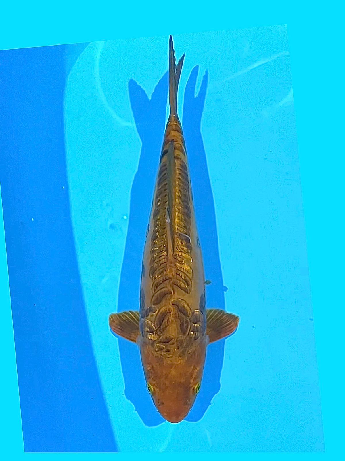 KARAMEL ARAGOKE GINRIN 40cm