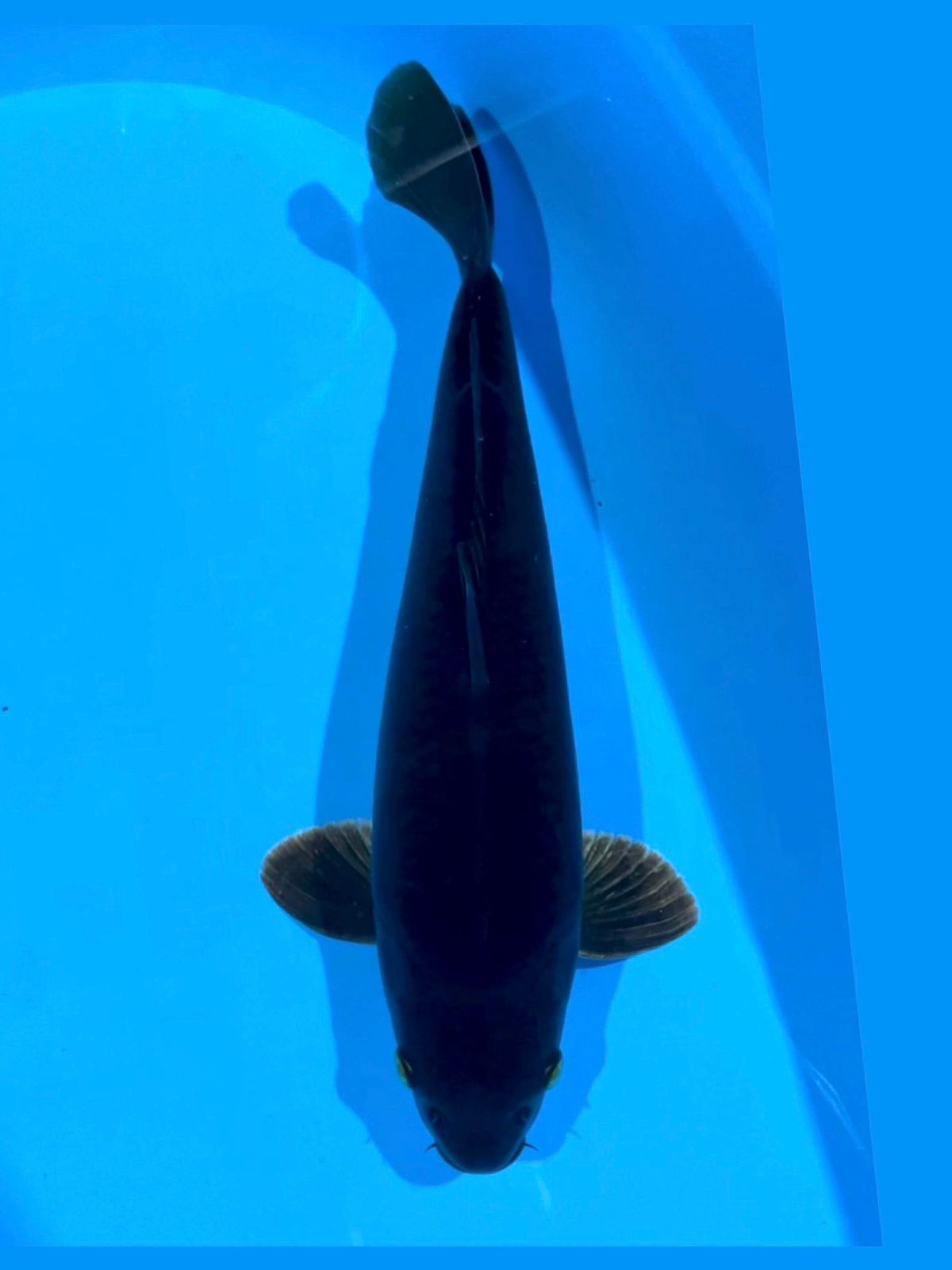 BLACK CAGOI BERPUNUK 39cm