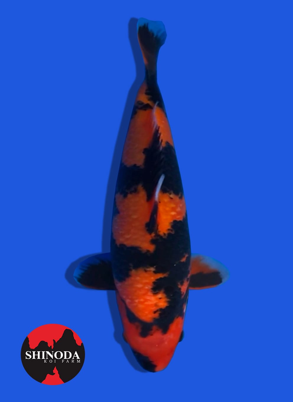 HI UTSURI SHINODA 35cm LOKASI IKAN DIJABAR