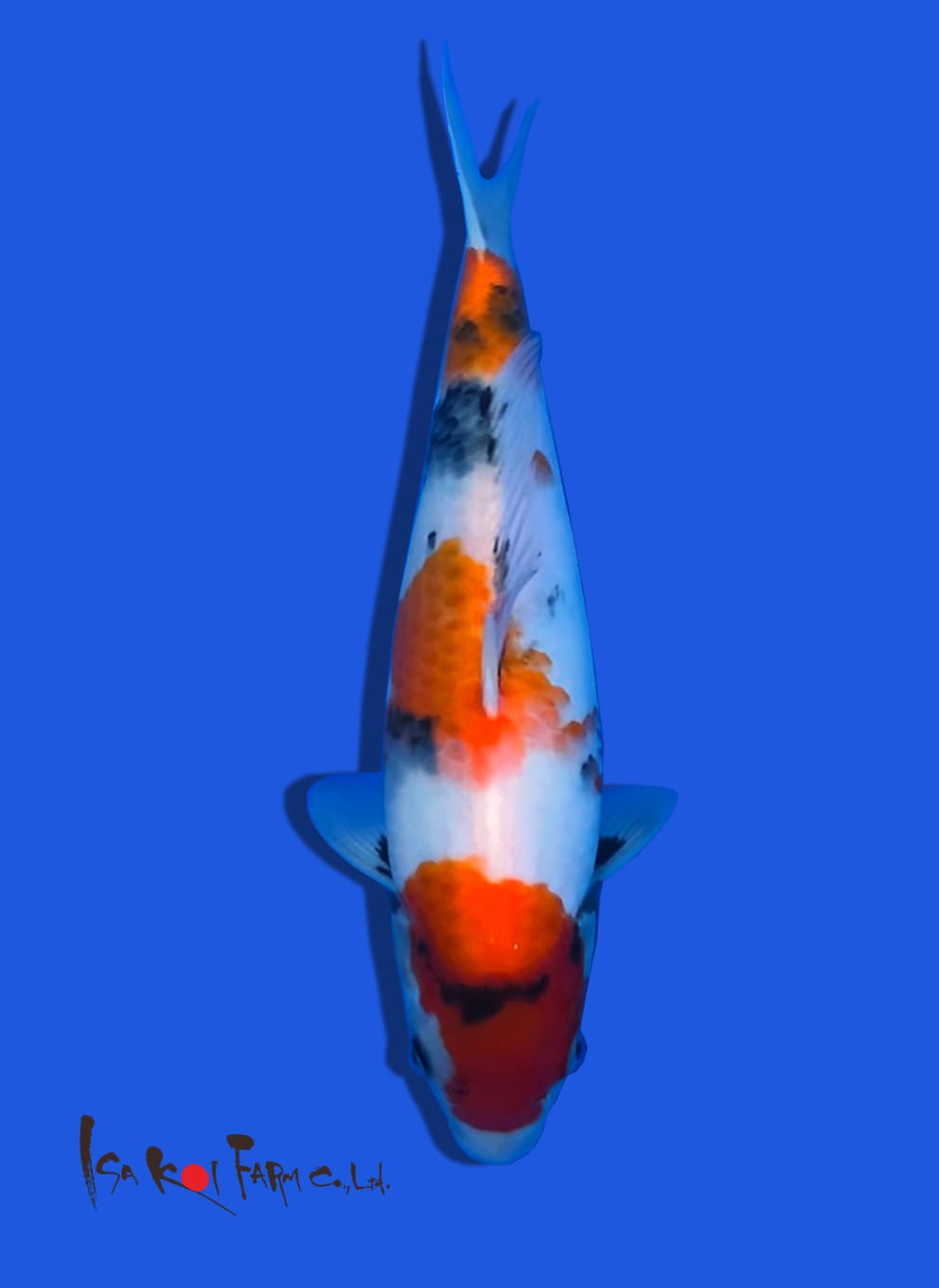 SHOWA ISA FARM 26cm LOKASI IKAN DIJABAR