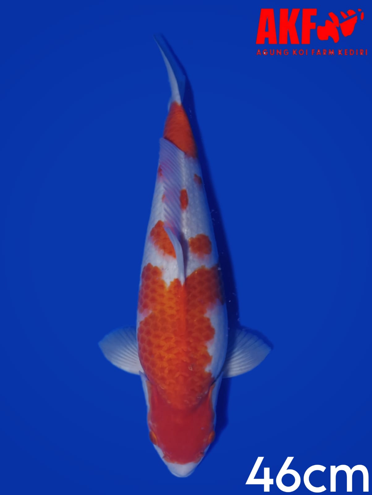 KOHAKU AKF 46cm
