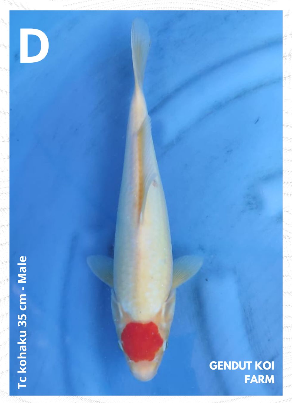 TC KOHAKU 35cm