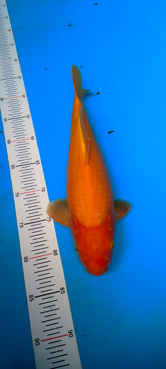 RED KARASI 35cm