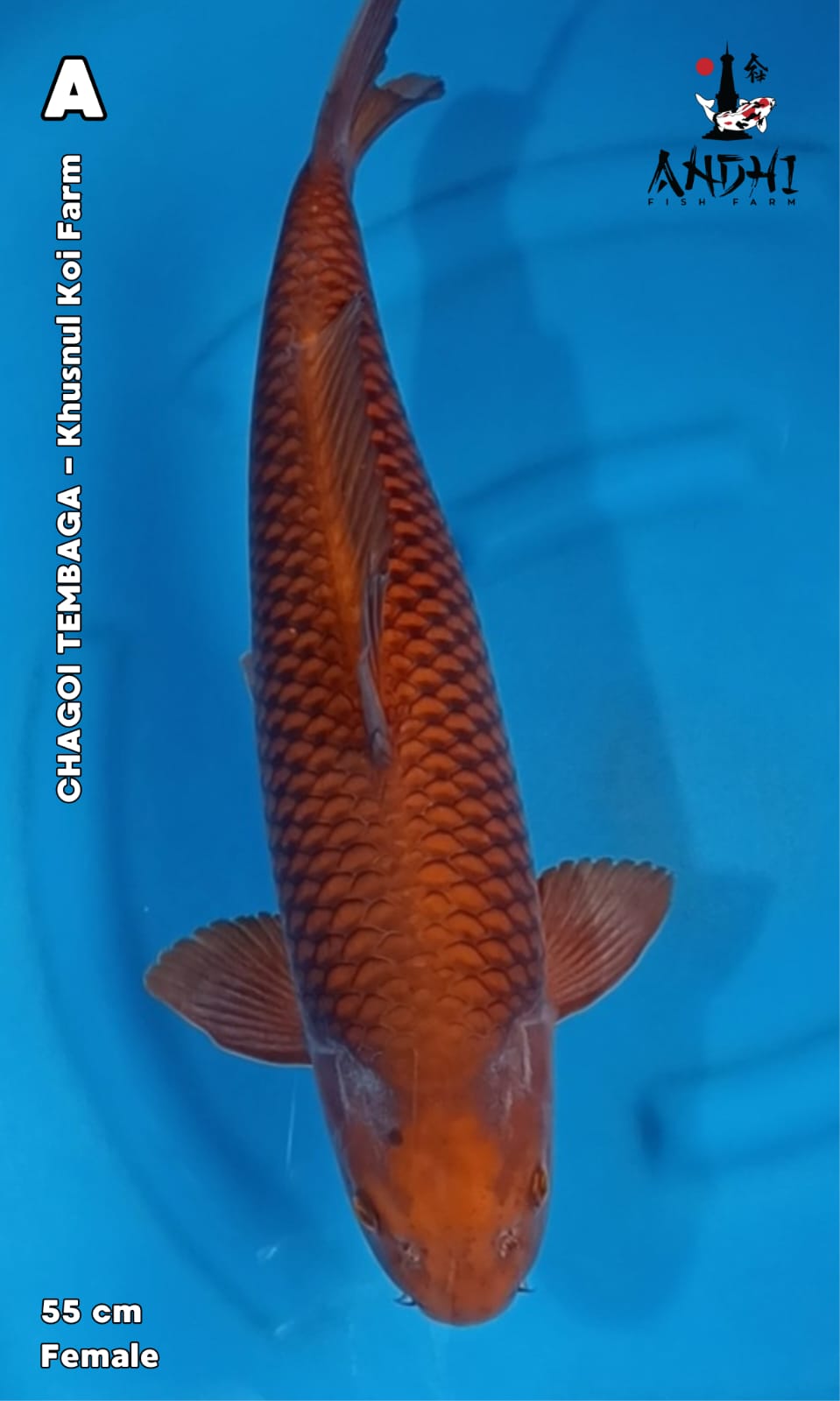 CHAGOI TEMBAGA 55cm