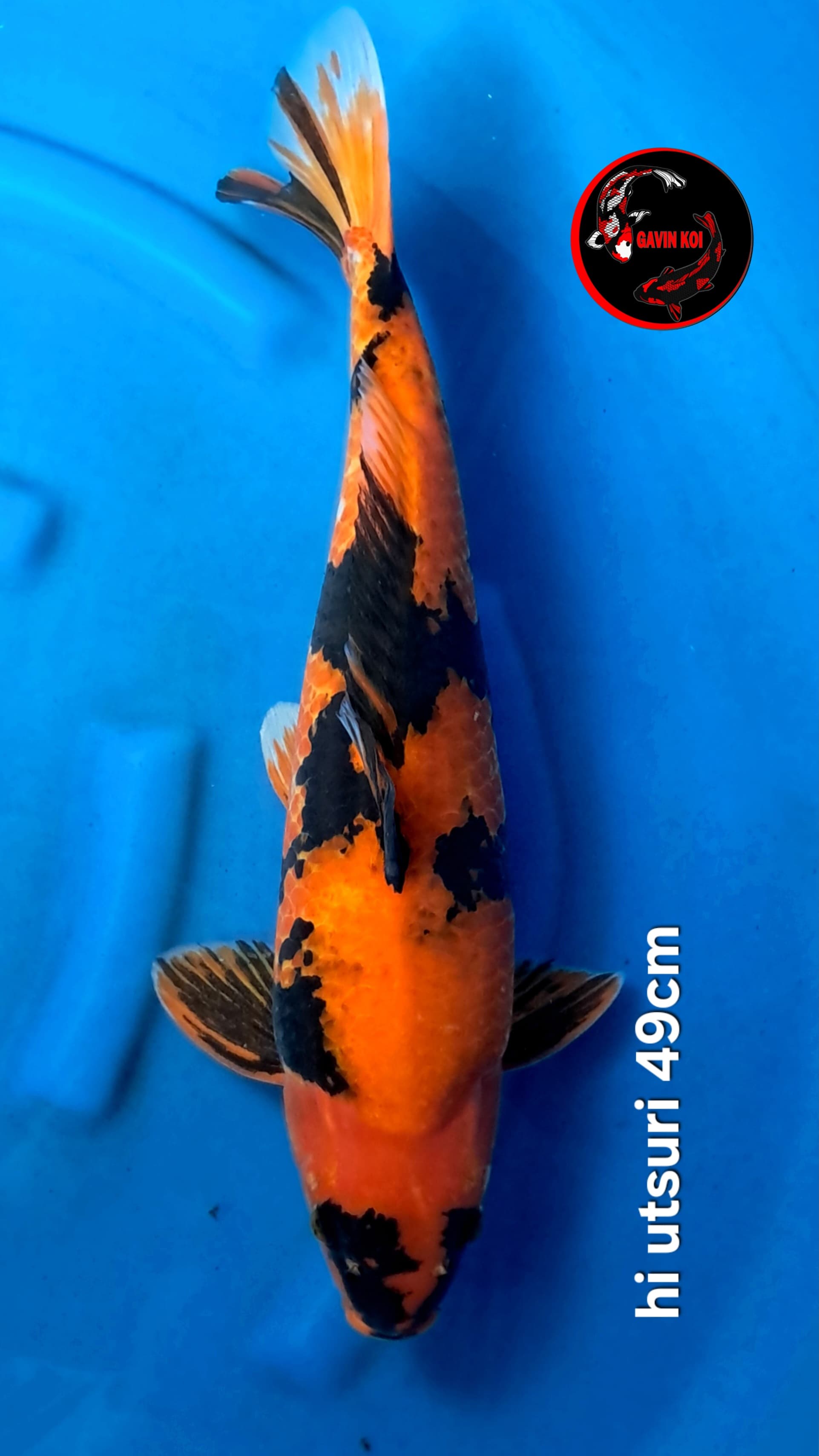 HI UTSURIMONO 49cm