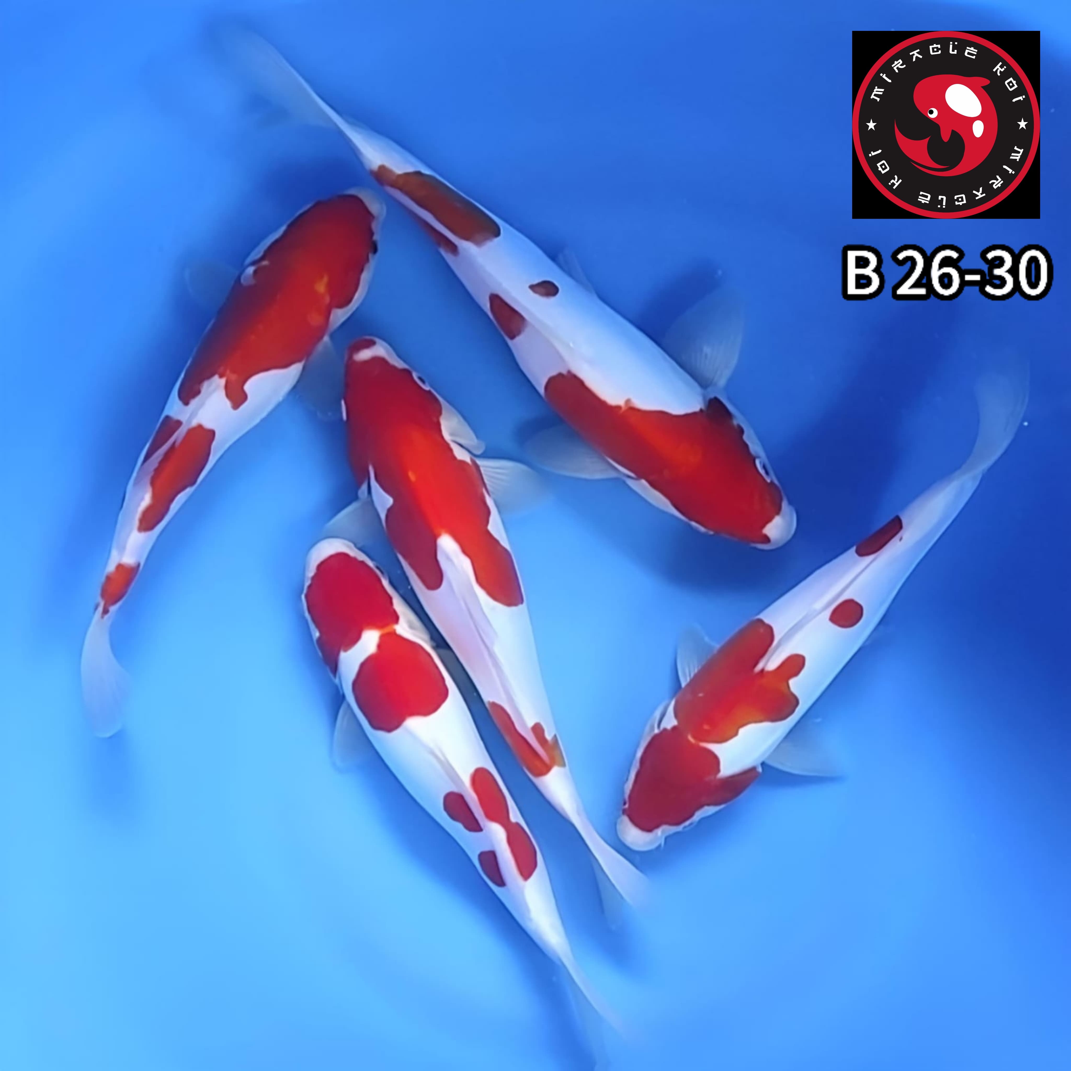 DOITSU ORIGINAL 5 EKOR 2630cm