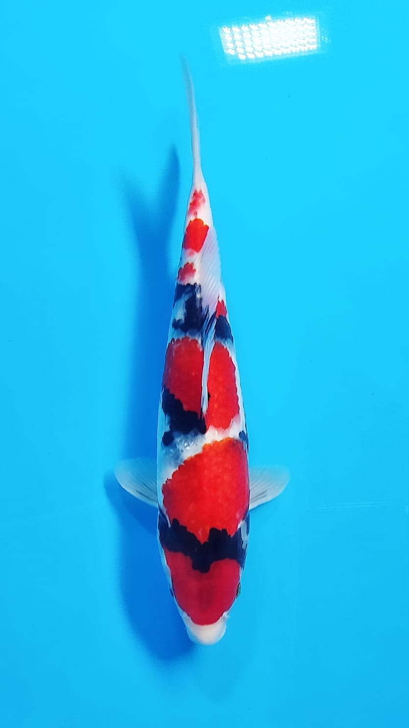 SHOWA HQ M 32cm