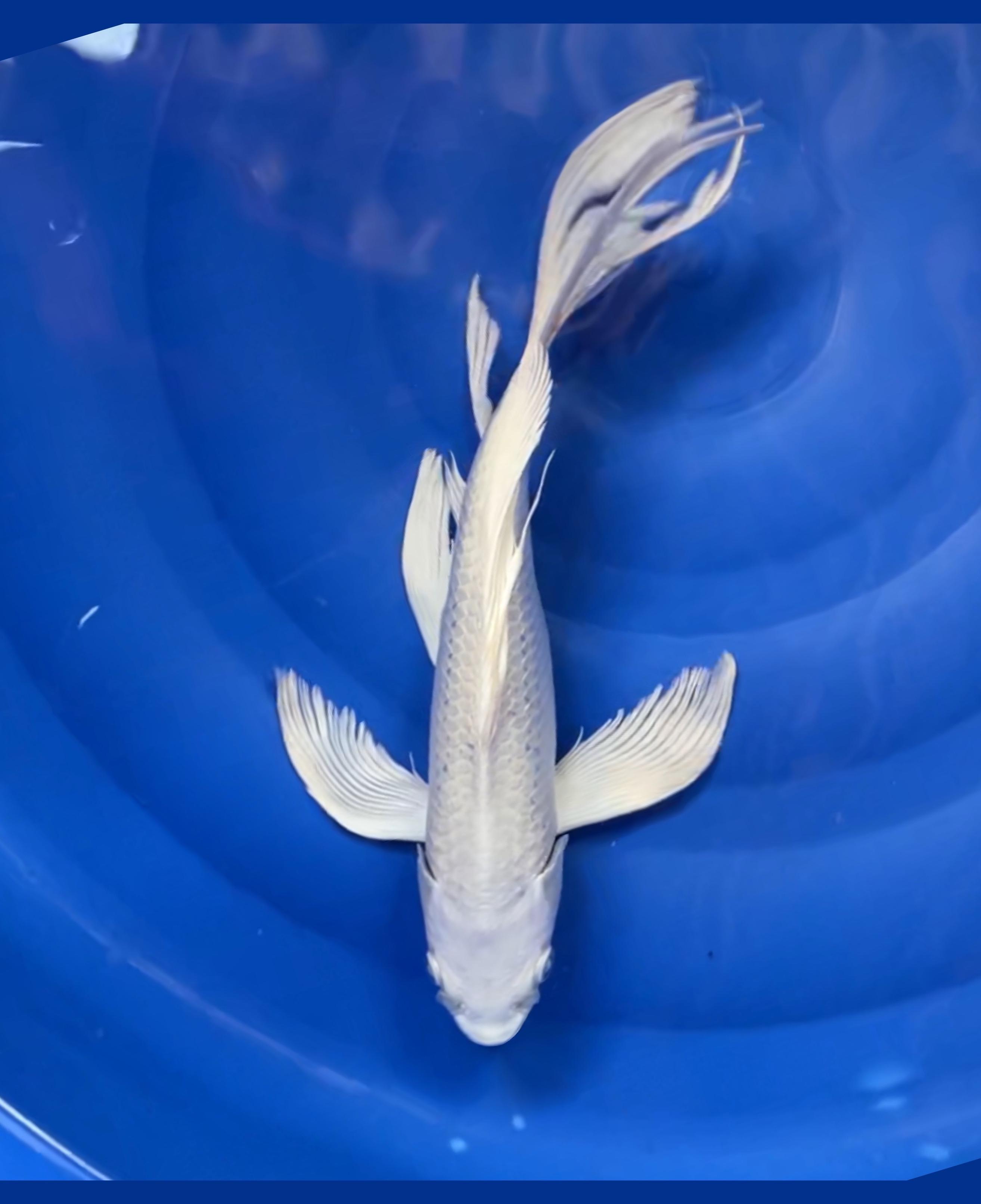 KUMPAY PLATINUM 36cm
