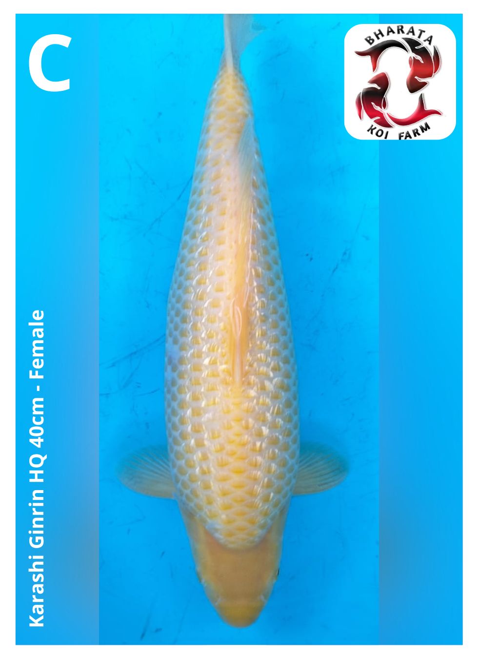 KARASHI GINRIN HQ 40cm