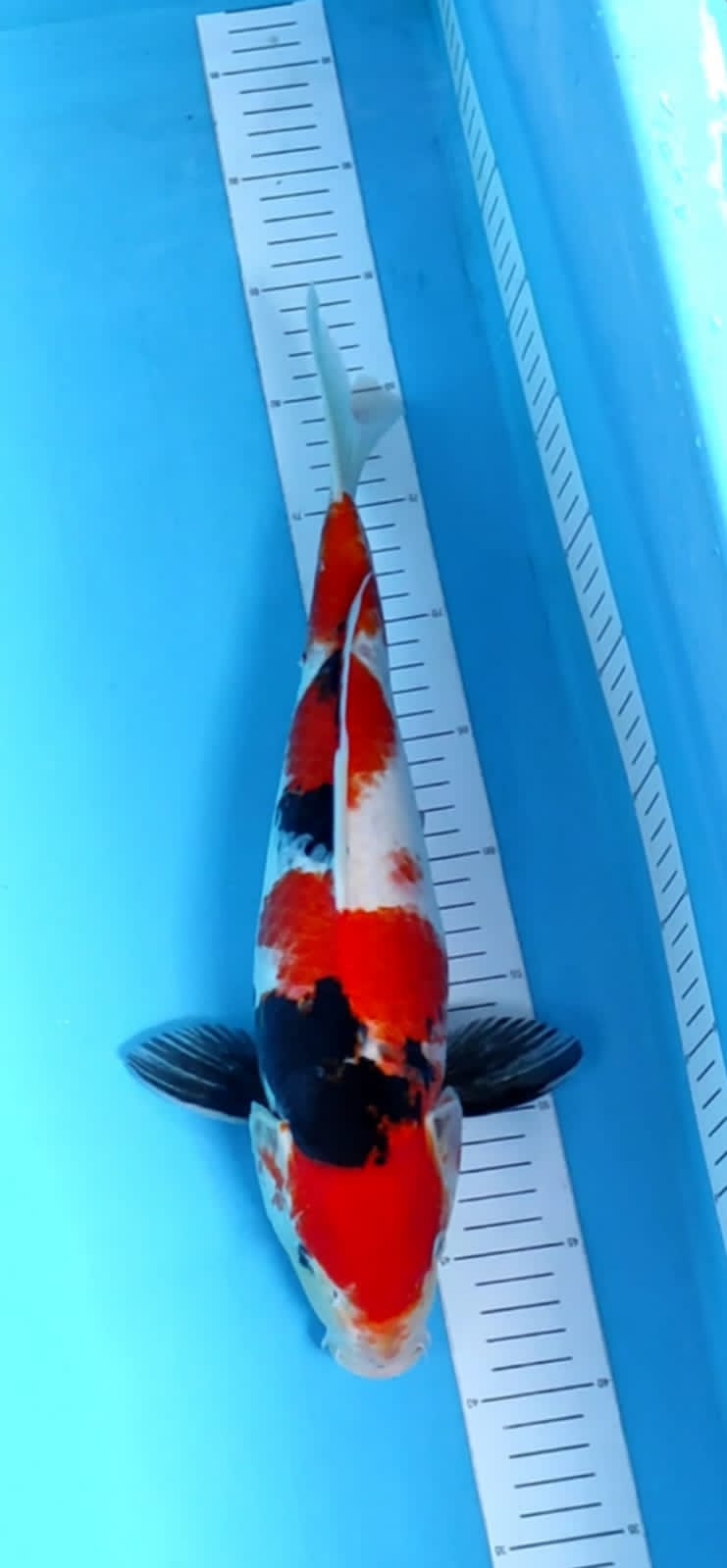 SHOWA 41cm