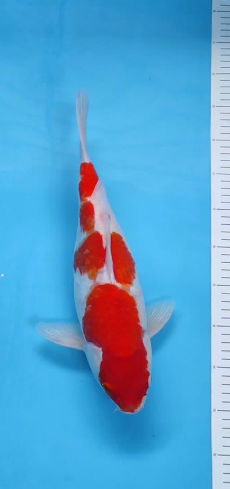 KOHAKU 40cm