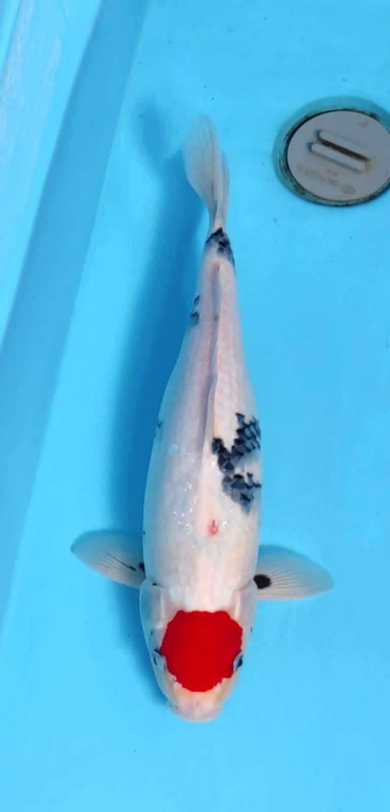 TC SANKE 40cm