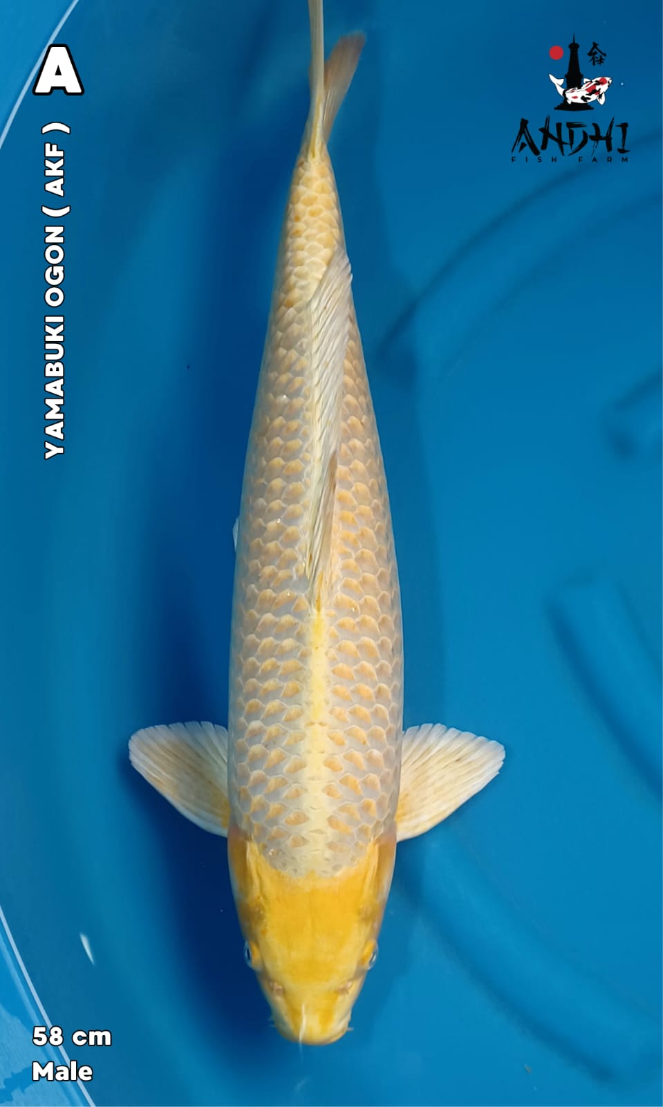 YAMABUKI OGON AKF 58cm